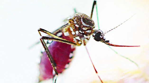 Mosquitoes’ rapid spread poses threat beyond Zika