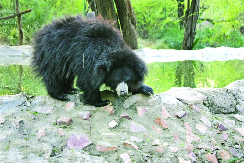 Bear shot after 3 Indians mauled to death