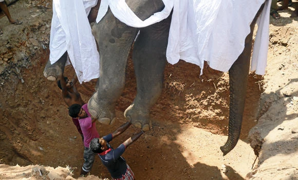 Troops clear wild animals from Sri Lankan airport