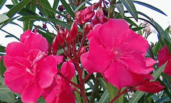 Streets adorned with poisonous plants causing diarrhea, nausea and death