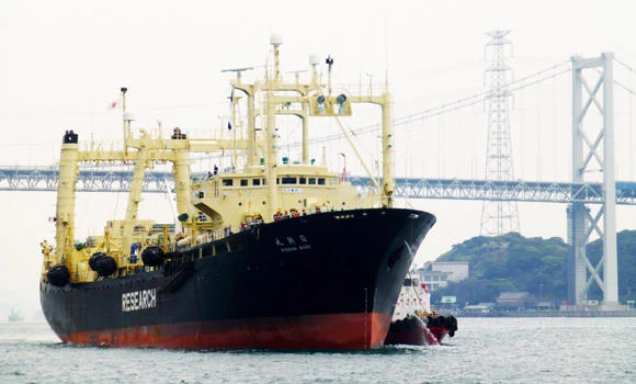 Japan fleet kills 333 whales in Antarctic hunt