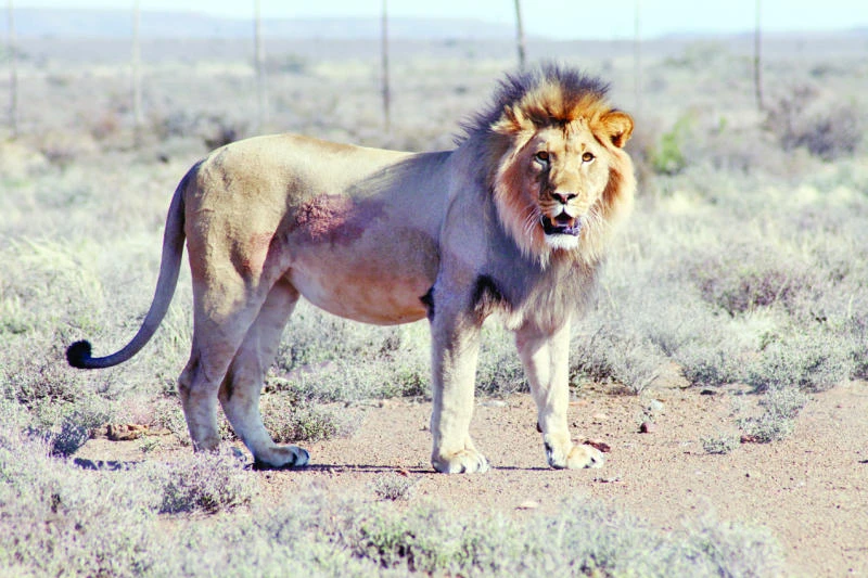Fugitive lion’s death sentence ‘stayed’