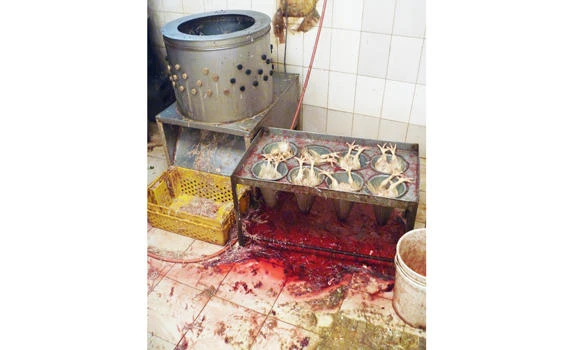 Illegal slaughterhouse shut down