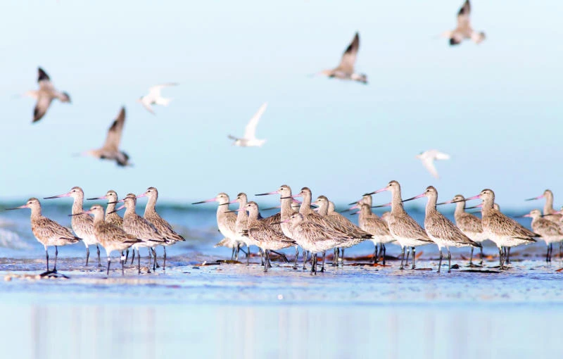 Australia plans to protect ‘long-haul’ birds