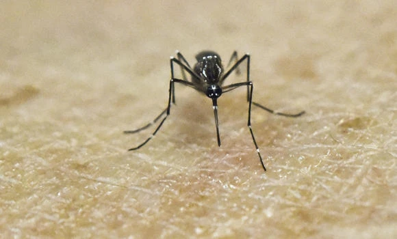 US to pass law on Zika drug development