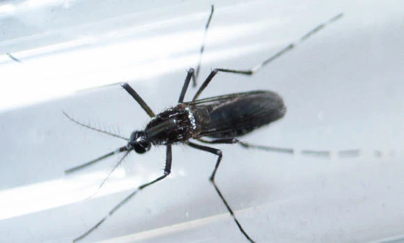 Colombia confirms two microcephaly cases linked to Zika virus