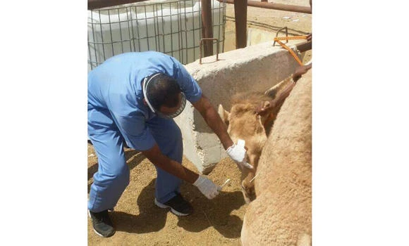 45% Janadriyah camel samples MERS positive