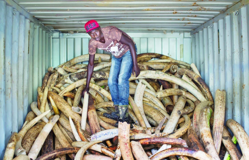 Trucks with ivory arrive in Nairobi for mass burning