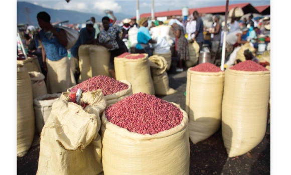 Donation of surplus peanuts from US dismays Haiti farmers