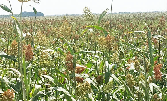 Fatwa Committee bars ADF from charging fees on farm loans