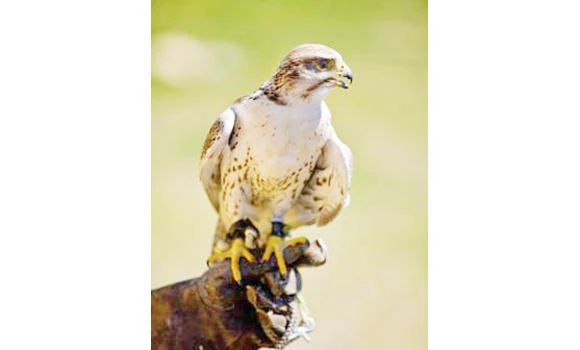Falcon prices soar to SR1.5 million