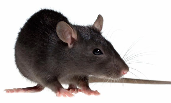 Peshawar announces rat-killing bounty after infestation