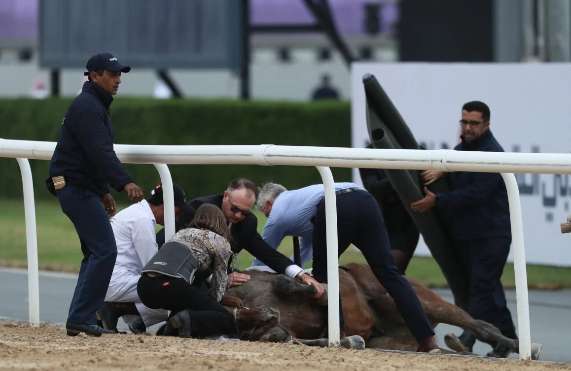 Organisers attend to horse Stormaral, ridden by jockey Adrie de Vries, after falling during the Godolphin Mile horse race at the Dubai World Cup in the Meydan Racecourse Dubai.(AFP)