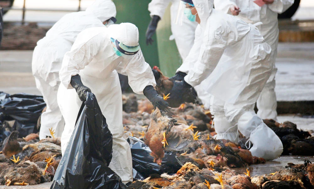 In this Dec. 31, 2014 file photo, health workers in full protective gear collect dead chickens killed by using carbon dioxide, after bird flu was found in some birds at a wholesale poultry market in Hong Kong. (AP)