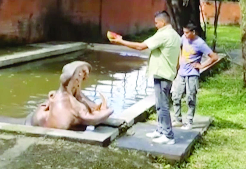 In this frame grab from video taken on March 10, 2014, a hippopotamus named Gustavito is fed at the San Salvador Zoo in El Salvador. (AP)