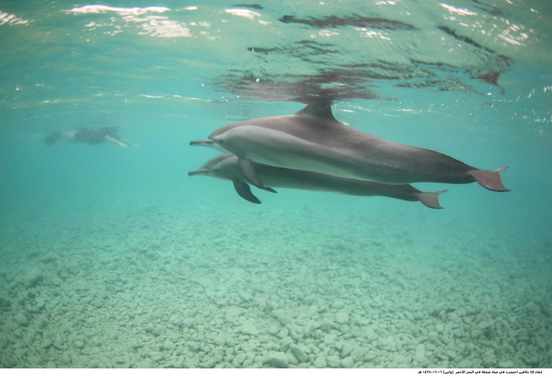 Ten dolphins rescued off Saudi Arabia’s Red Sea coast