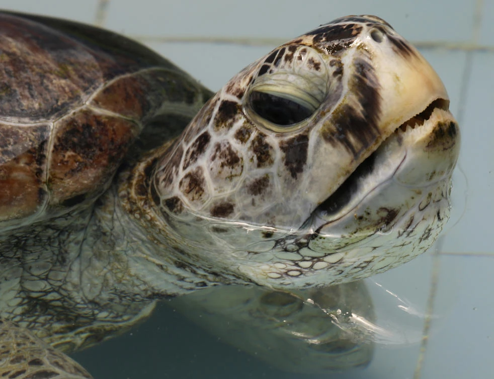 Hoard of coins extracted from sea turtle