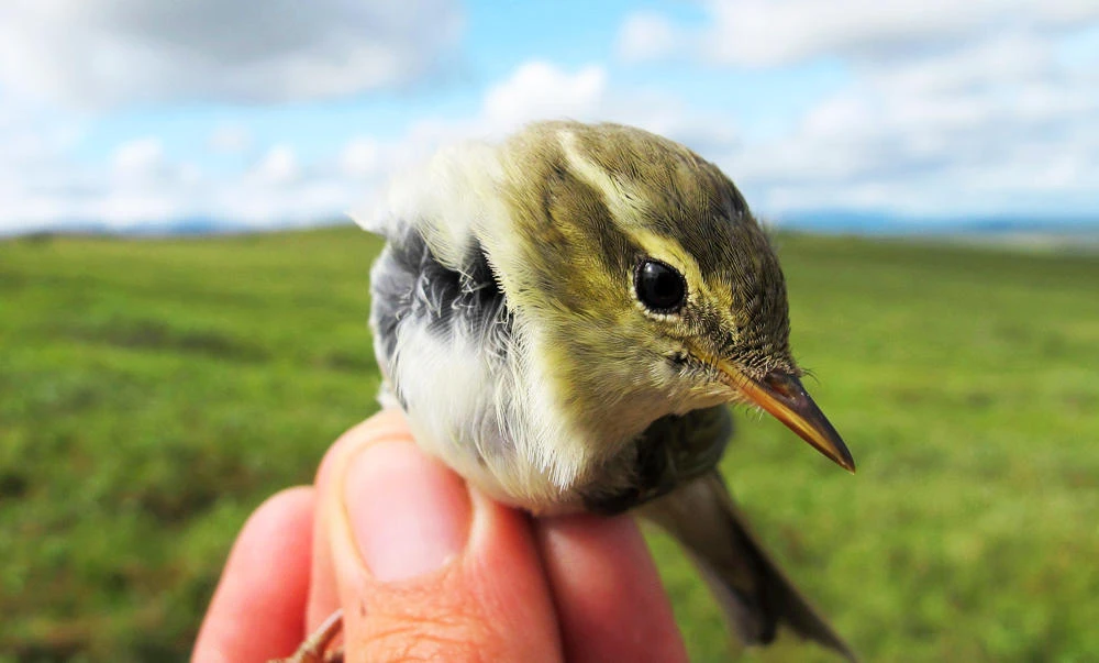 This July 16, 2016 photo provided by the U.S. Geological Survey shows an Arctic Warbler in Nome, Alaska. (AP)
