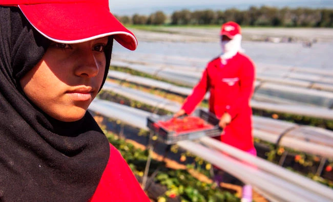 Female farm labourers pick strawberries in the Kenitra province country side of Morocco as the world marks the International Women's Day, in this March 8, 2017 photo. (AFP)