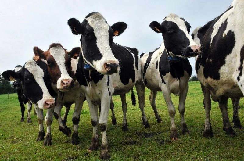 Turkey’s red meat association has ordered a consignment of prize Dutch cattle to be sent back to the Netherlands. (AFP)