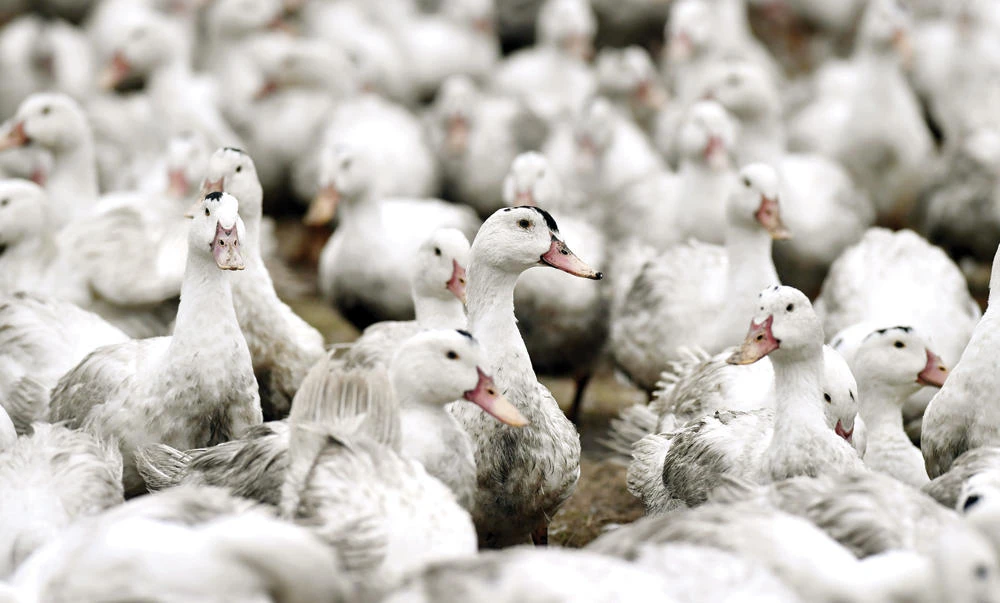 The H5N1 strain is highly contagious and linked by the World Health Organization to hundreds of deaths worldwide over the last decade. (AFP)