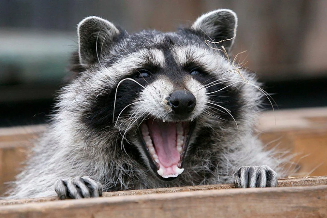 The zoo is suing the firm for damage they say the shoot has done to the entire species. (Reuters)