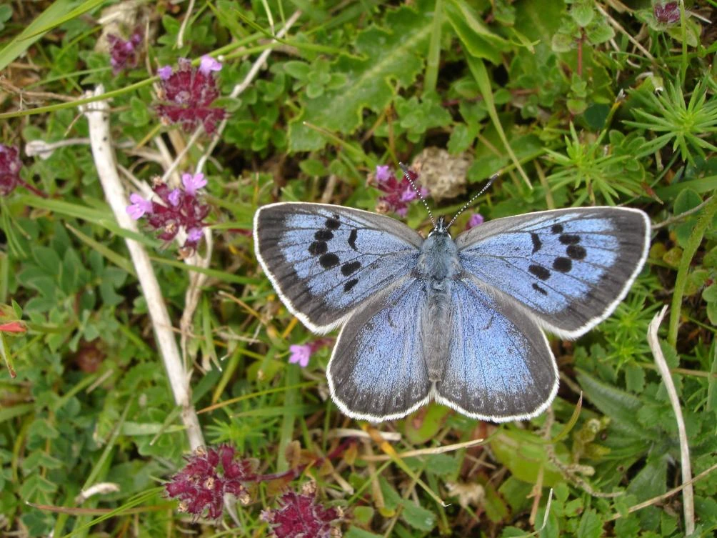 A Large Blue (Maculinea Arion) species of butterfly. A British collector, Philip Cullen has been convicted on March 16, 2017 of killing two specimens of the highly endangered species. (AFP/ BUTTERFLY CONSERVATION)
