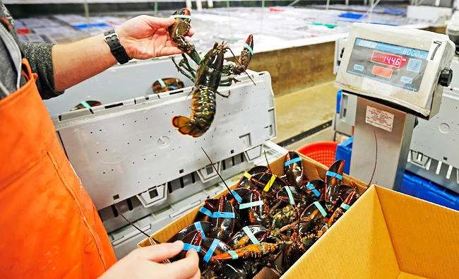 In this Dec. 10, 2015 file photo, live lobsters are packed and weighed for overseas shipment at the Maine Lobster Outlet in York, Maine. (AP)
