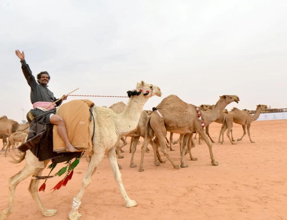 World’s biggest camel fest kicks off in Rumah