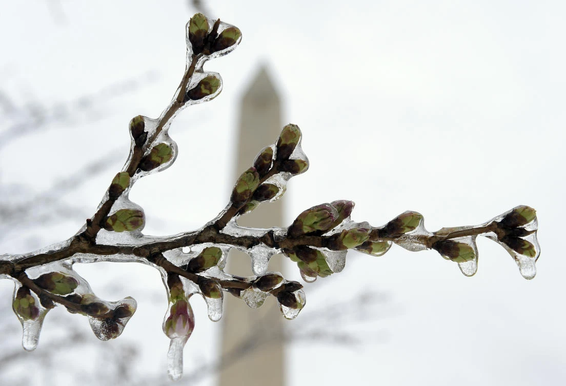 Washington's famed cherry blossoms are covered in ice during a late winter storm in Washington. (AP)