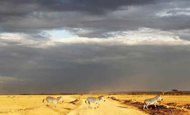 Zebras cross a road just before rain in Amboseli National Park, Kenya, in this March 17, 2017 photo. (Reuters)