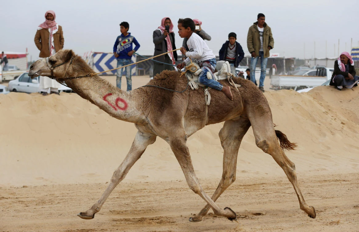 A child jockey competes on his mount during the opening of the International Camel Racing festival at the Sarabium desert in Ismailia, Egypt. (REUTERS)