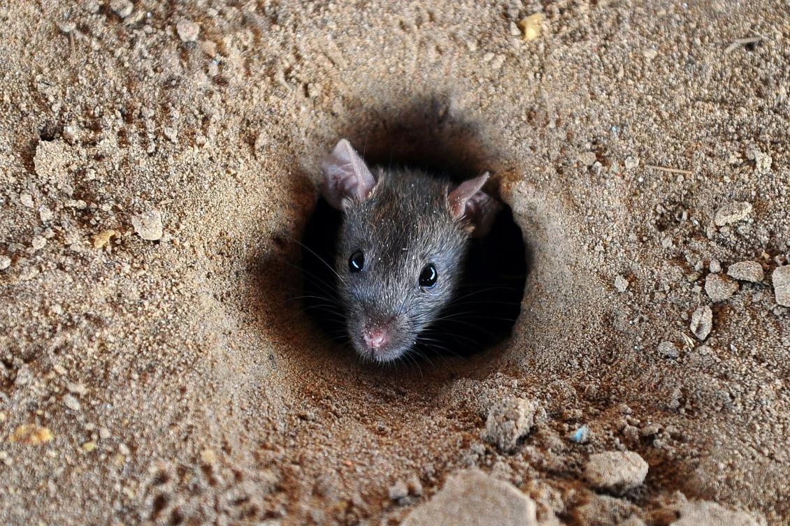 Joint operation: Indian cops blame rats for missing marijuana