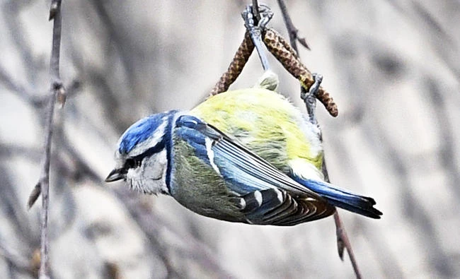 A tomtit searches for food on a birch tree branch in Moscow, in this March 24, 2017 photo. (AFP)