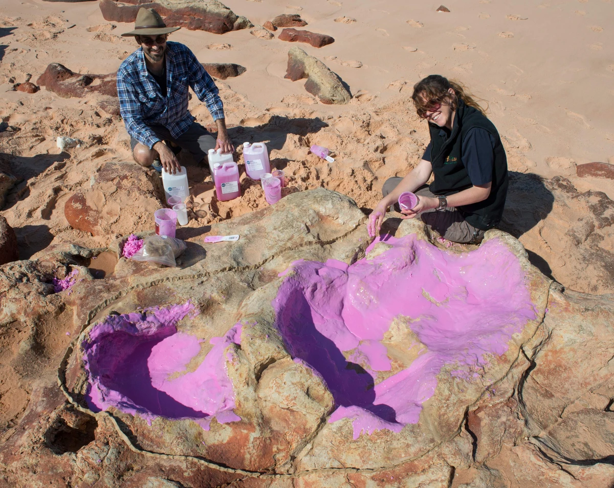’Unparalleled’ number of dinosaur tracks found in Australia