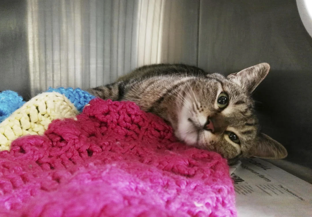 the Guelph Humane Society shows BooBoo at the organization’s facility in Guelph, near Toronto in Ontario, Canada.(AP)