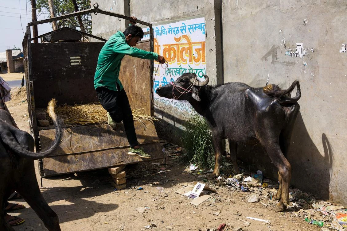 Cow crackdown puts India’s meat industry on edge