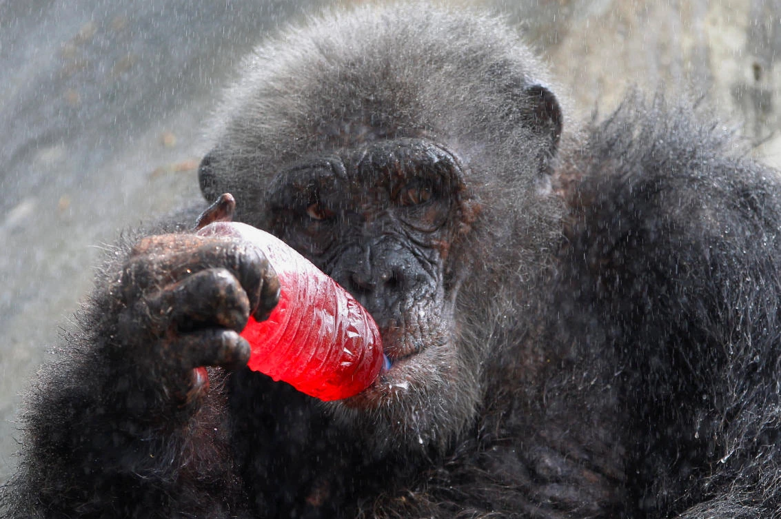 Frozen treats and sprinklers keep Bangkok zoo animals cool