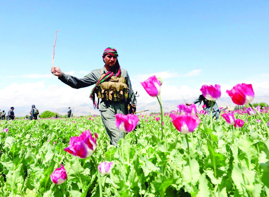 An Afghan policeman destroys poppies during a campaign against narcotics in Jalalabad province, Afghanistan, on Tuesday. (Reuters)