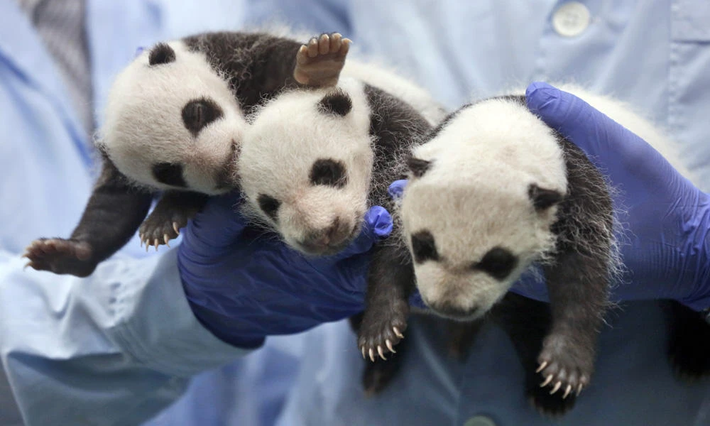 China's president extends ‘panda diplomacy’ to Finland