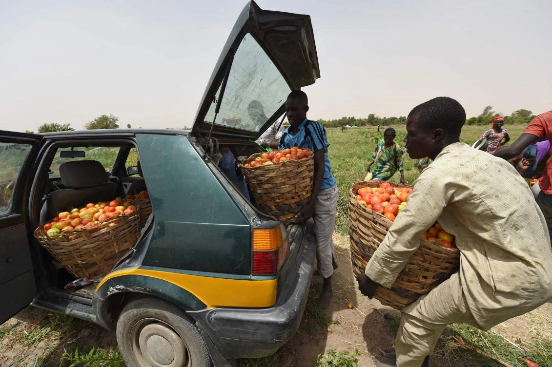 Returnees, who had fled from Boko Haram, load into a car basketfuls of tomatoes harvested from Food and Agriculture Organization (FAO)-supported farms in Borno state, northeast Nigeria, on April 6, 2017. (AFP)