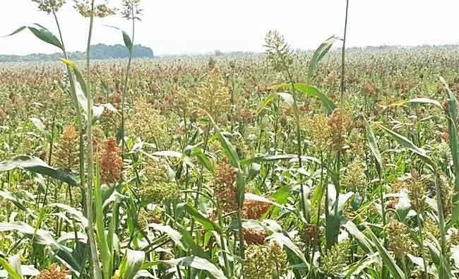 Government agencies adopted policies that will halt environmental degradation. (SPA)