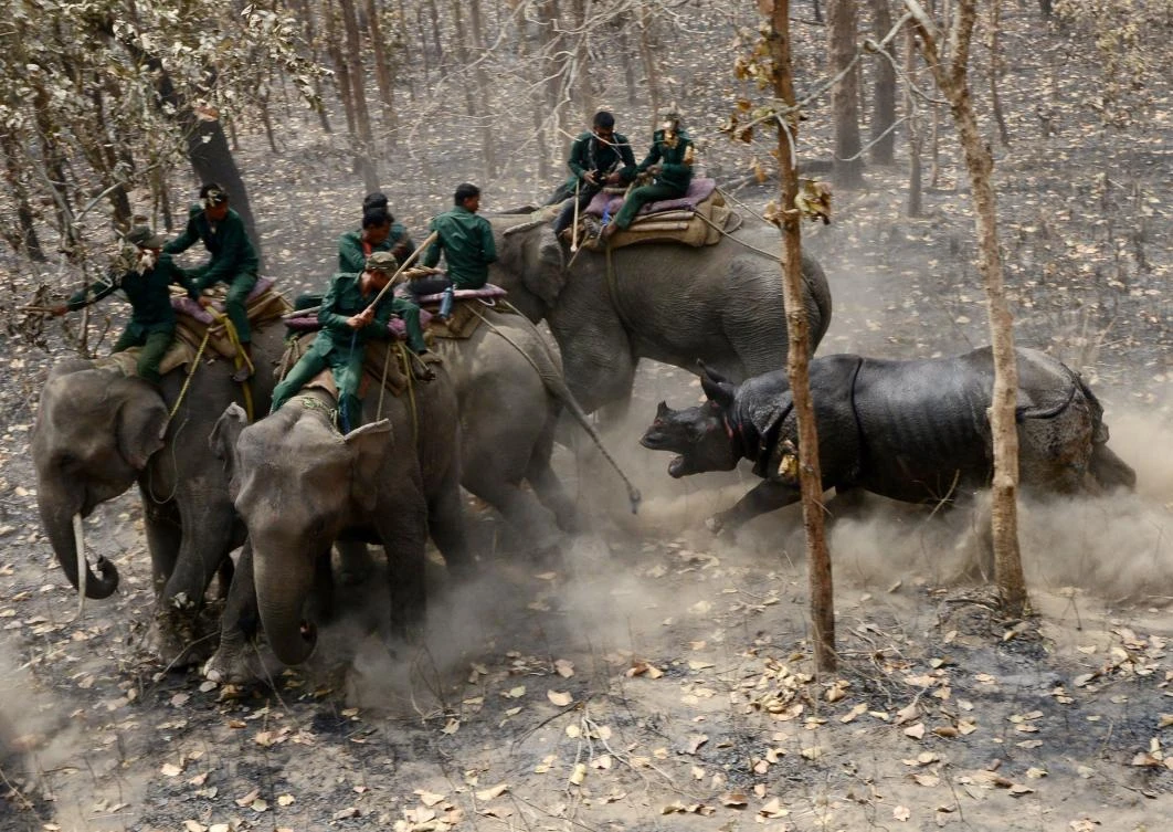 Conservationists on April 3 captured a rare one-horned rhinoceros in Nepal as part of an attempt to increase the number of the vulnerable animals, which are prized by wildlife poachers. Five rhinos -- one male and four female -- will be released into a national park in Nepal's far west over the coming week in the hope of establishing a new breeding group. (AFP)