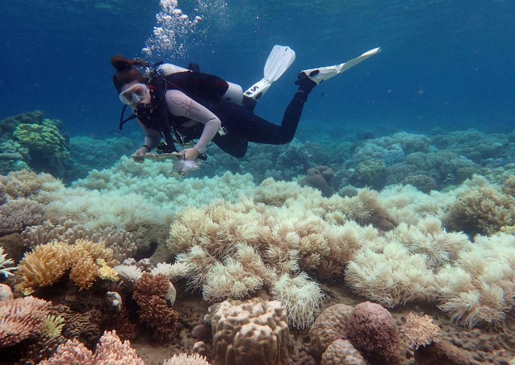 Coral has been bleached for two consecutive years by warming sea temperatures on Australia’s Great Barrier Reef. (AFP/ Greg Torda/ ARC Center of Excellence for Coral Reef Studies)