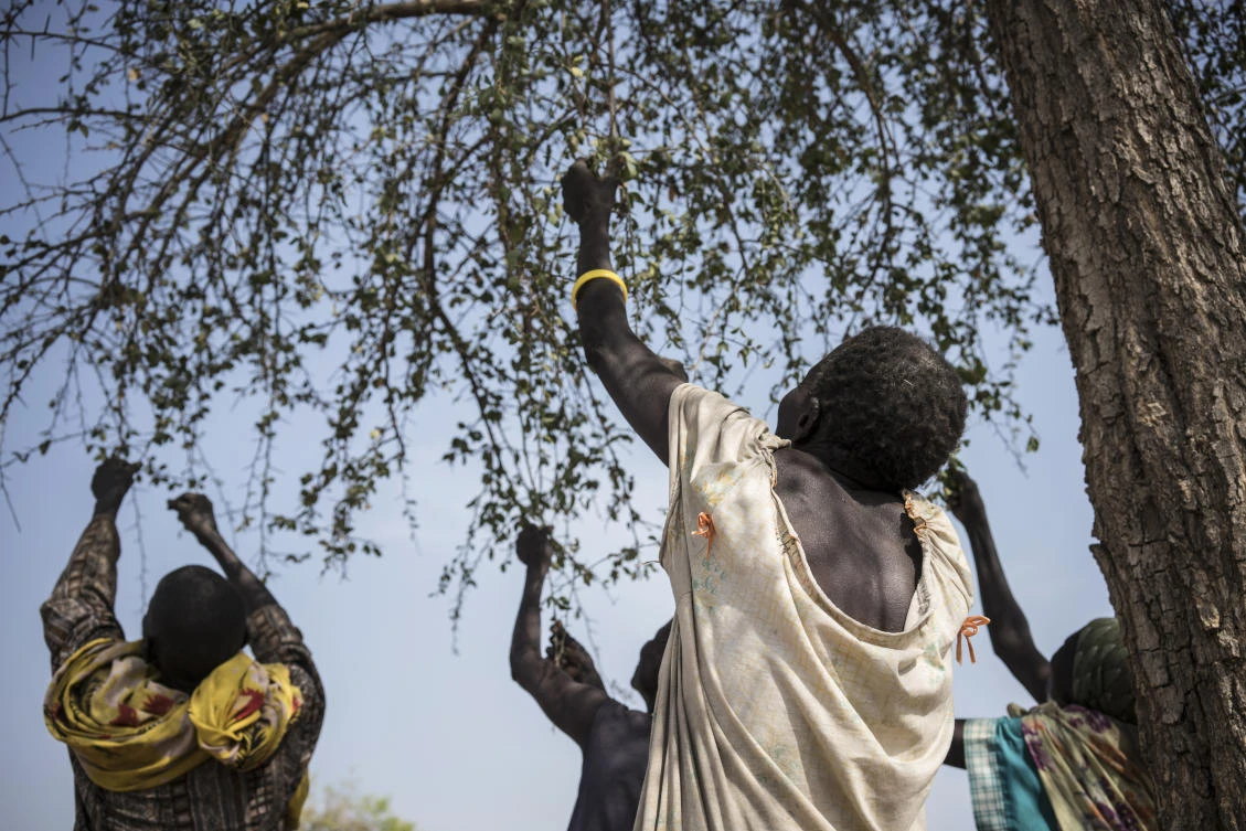 Hungry S.Sudanese ‘eat leaves and seeds to survive’