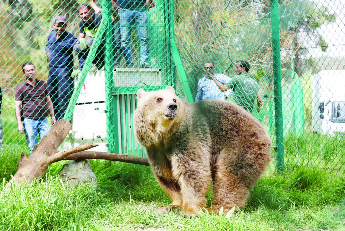 Lola the bear, one of two surviving animals in Mosul’s zoo, is seen at an enclosure in the shelter after arriving at an animal rehabilitation shelter in Jordan. (Reuters)