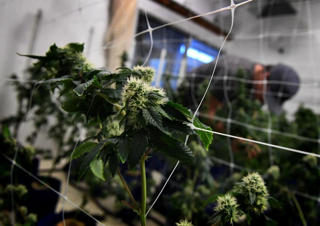 A worker tends to cannabis plants growing at the Perennial Holistic Wellness Center which is a medicinal marijuana dispensary in Los Angeles. (AFP)