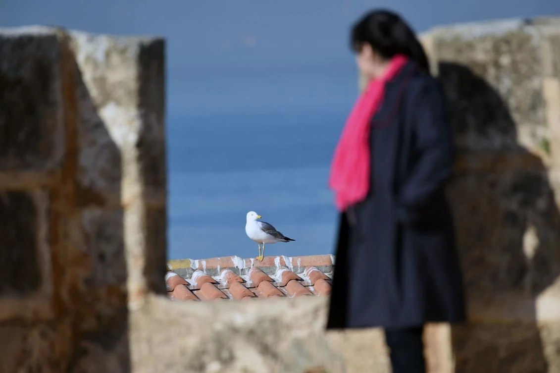 Nawel Derradji, a doctoral student in animal ecology at the University of Bab Ezzouar in Algiers, observes a Yellow-legged Gull perched on a building near the Tamentfoust harbor, east of Algiers.(AFP)