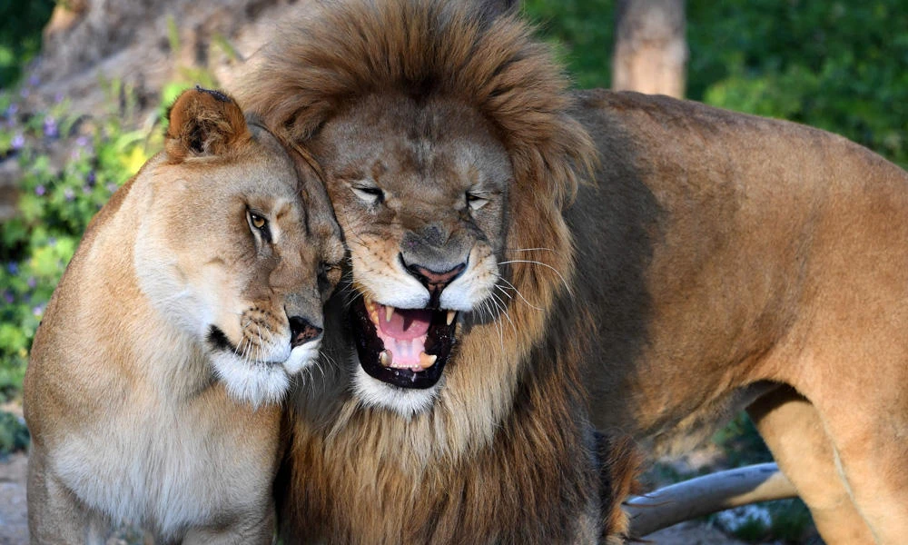 A lion and a lioness are seen at the Belvedere Zoo, which was closed for renovation works following an attack on a crocodile a month earlier, in the capital Tunis on April 13, 2017. (AFP / FETHI BELAID)