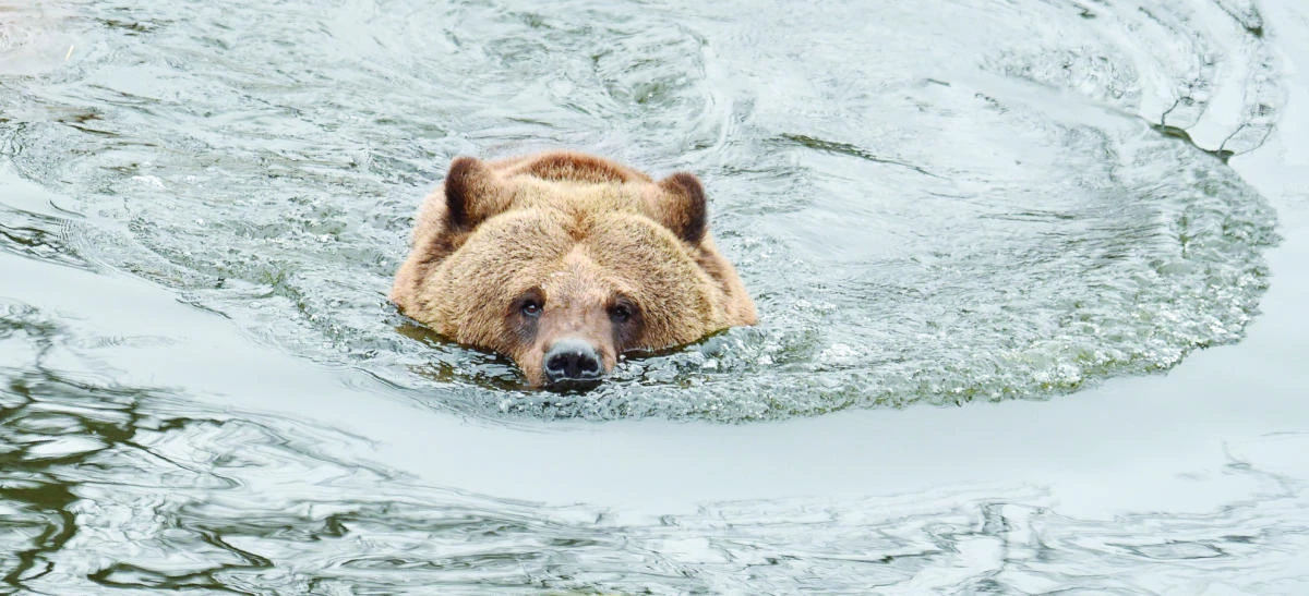 A brown bear swims in an artificial lake near Zhytomyr, Ukraine. (AFP)